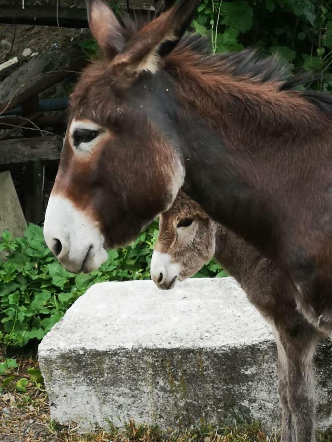 Agriturismo Rio Ricco Busana Zewnętrze zdjęcie